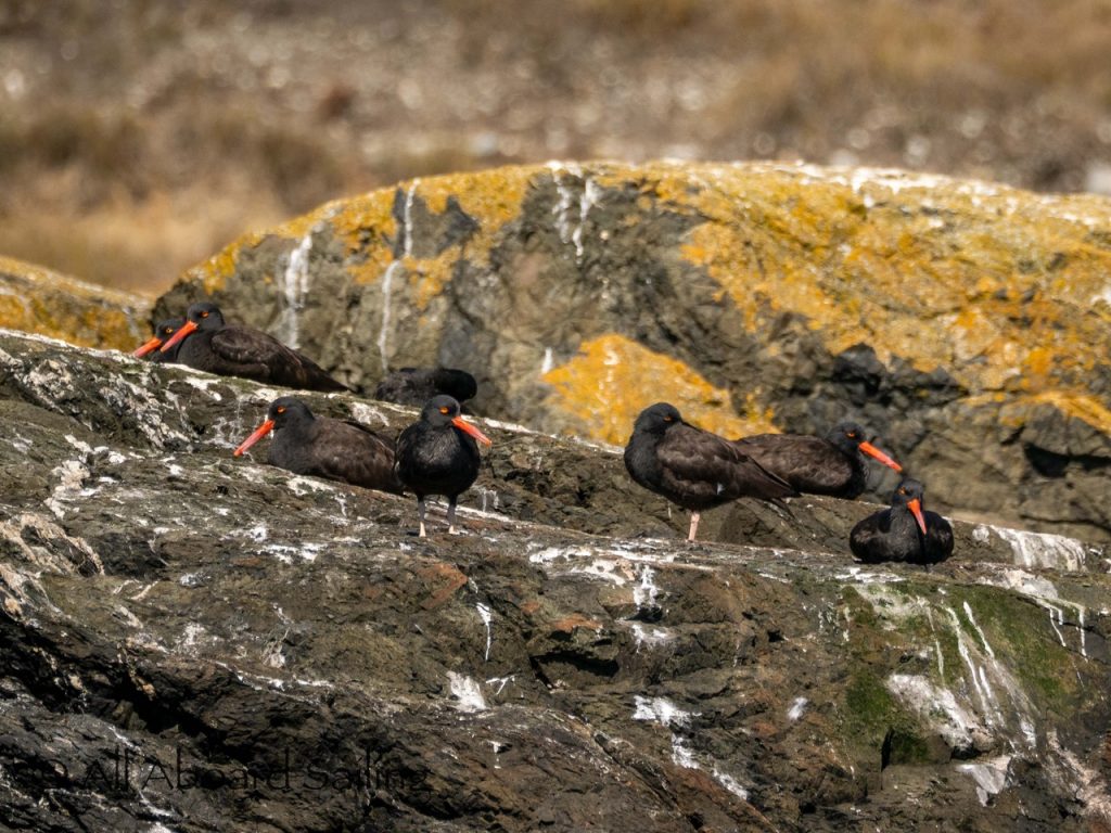 Black oystercatchers