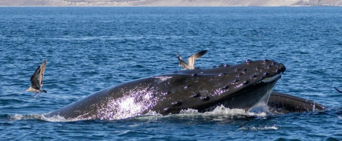 Humpback Whale BCZ0345 “Victory” lunge feeding