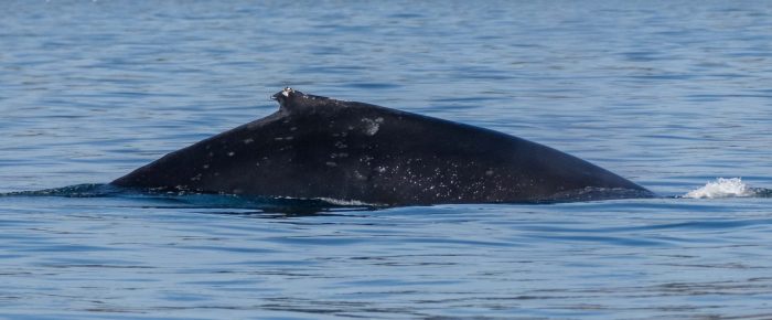 Two Humpback Whales by MacArthur Bank