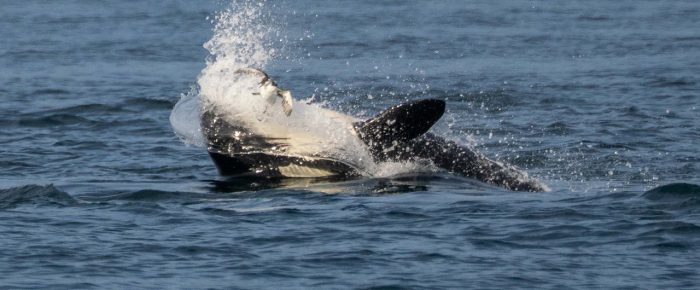 Biggs/Transient Orcas T60D & T60E end up in Friday Harbor while T75B’s with T65A5 northbound San Juan Channel