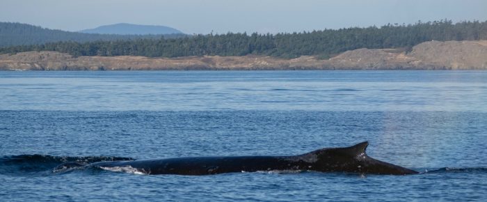 Humpback Whale BCZ0345 “Victory” and a Minke Whale