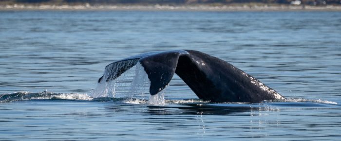 Humpback Whales BCX0915 “Fallen Knight” and BCY0195 “Fader” southbound San Juan Channel