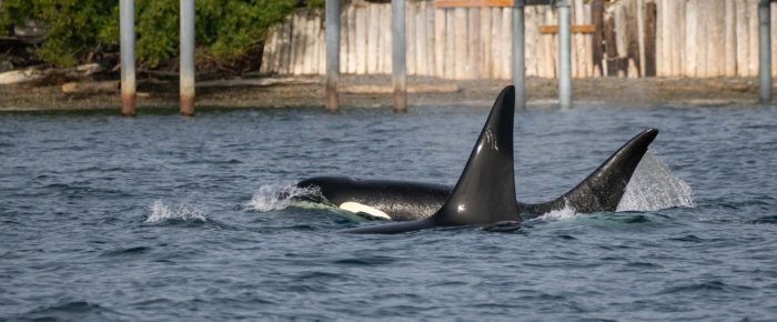 Biggs/Transient Orcas T60D and T60E in Griffin Bay