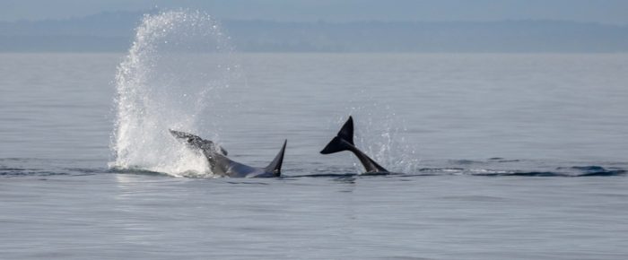 Biggs/Transient Orcas T46B1’s and T46C2 followed by Humpbacks BCZ0432 “Two Spot” & BCX1730 “Vanta”