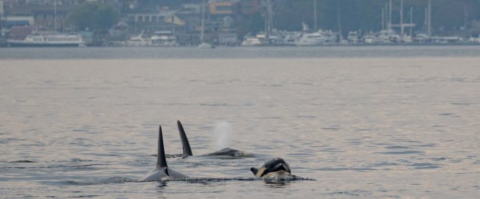 Biggs/Transient Orcas T60D and T60E join T36’s near Friday Harbor