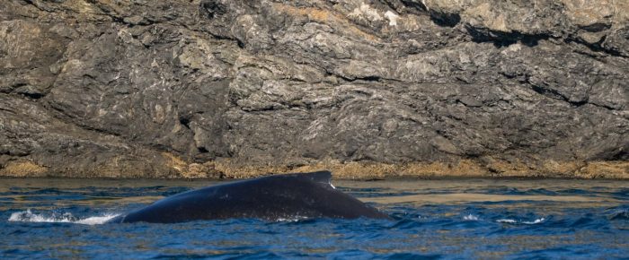 Humpback Whale BCX2479 in Haro Strait Humpback Whale BCX2479 in Haro Strait