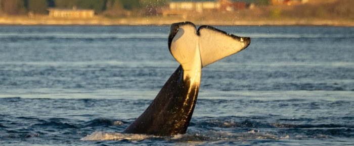 Biggs/Transient Orcas T49A2 and T65A5 in San Juan Channel