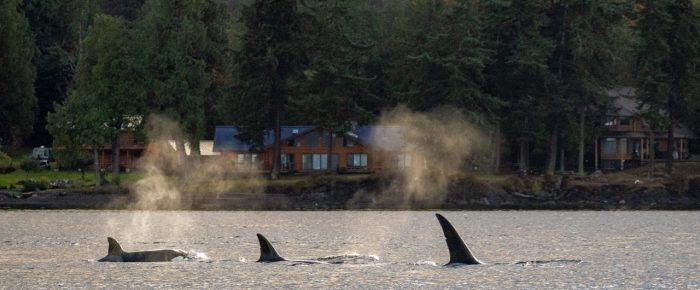 Biggs/Transient Orcas T37A’s by Limestone Pt Biggs/Transient Orcas T37A’s by Limestone Pt