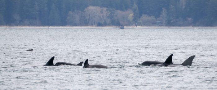 Biggs/Transient Orcas T36A’s, T86A1’s and T124A4’s followed by Humpback whales BCX1068 Split Fluke and BCX1193 Zig Zag followed by T36A1’s and T65A’s