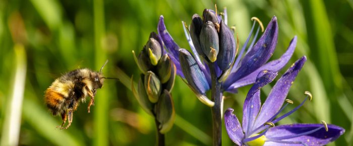 Wildflowers in bloom at Yellow Island