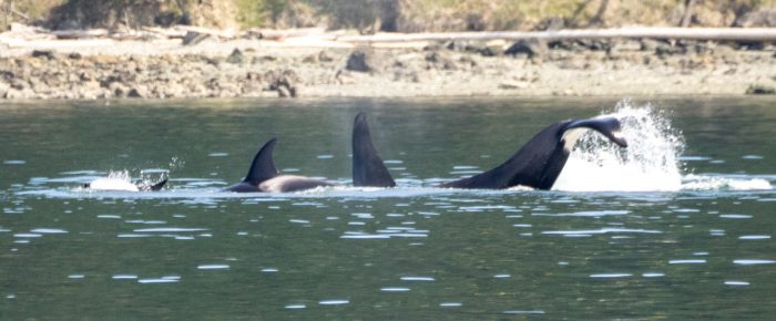 Biggs/Transient Orcas T100’s inter-island
