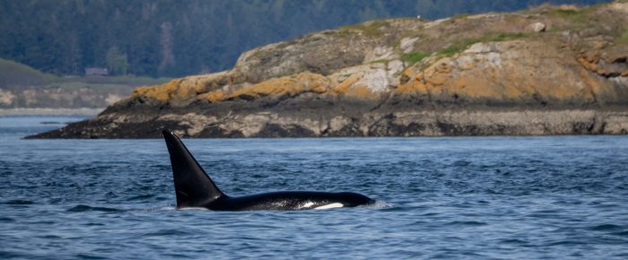 Yellow Island and Biggs/Transient Orcas T123’s