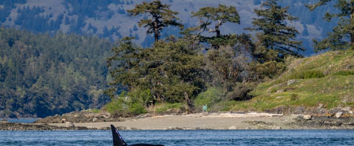 Yellow Island and Biggs/Transient Orcas T123’s