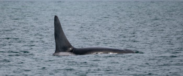 Biggs/Transient Orcas T49A2 and T51 by D’Arcy