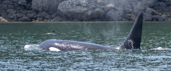 Biggs/Transient Orcas T49A2 with T51 in East Sound