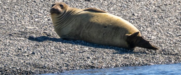 Humpback BCX1800 “Gretzky” on MacArthur Bank, sea lions and elephant seal
