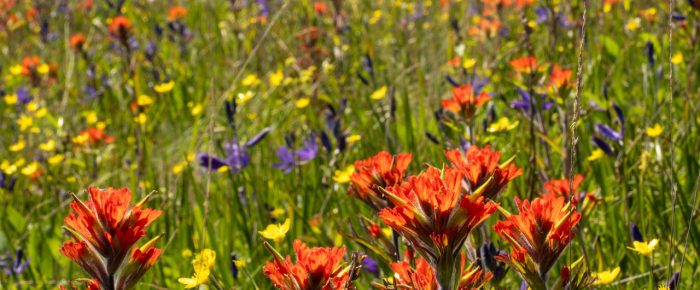 Wildflowers at Yellow Island Nature Preserve followed by Biggs/Transient Orcas T19’s near Friday Harbor
