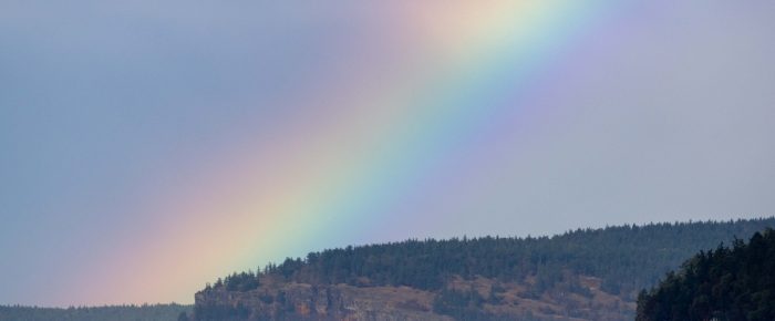 Biggs/Transient orcas T49A2 with T65A5 followed by Humpback Whale HW-MN0510828