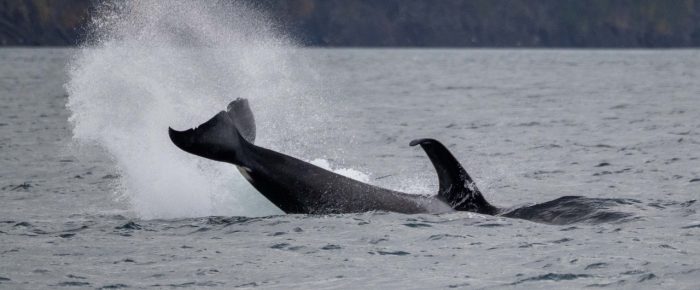 Biggs/Transient Orcas T49A2 with T65A5 near Spieden Island