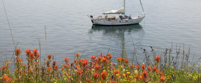 Sail to Yellow Island Nature Preserve to see wildflowers in bloom