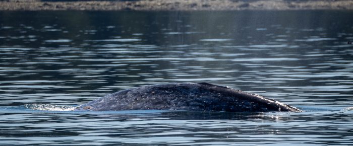 Gray Whale by Lopez Pass and T49A2 with T51 by Burrows Island Gray Whale by Lopez Pass and T49A2 with T51 by Burrows Island