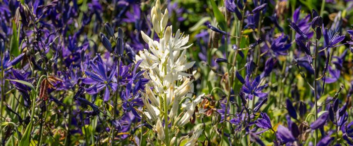 Wildflowers at Yellow Island Nature Preserve