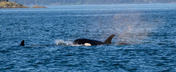 Biggs/Transient Orcas T49A’s northbound by Friday Harbor