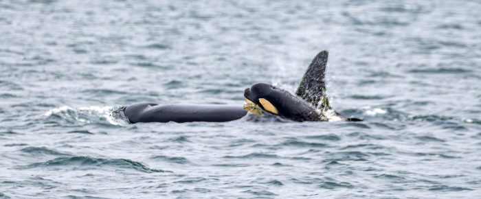 Biggs/Transient Orcas T49A’s pass Friday Harbor