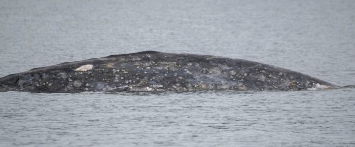 Baleen whale trifecta! Gray, humpback and minke whale!