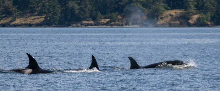 Encountering 3 separate groups of Orcas plus a visit to Yellow Island