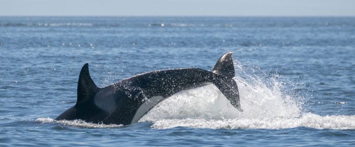 Double dose of Orcas! Hunting on Salmon Bank and southbound by Friday Harbor