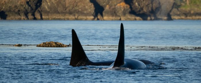 Orca “T” party by Mummy Rocks