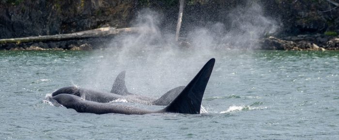Biggs/Transient orcas T90’s in Deer Harbor followed by T49A’s by Spieden Island
