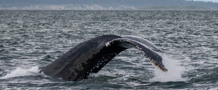 Humpback whale BCX1795 “Scuttle” in Spieden Channel
