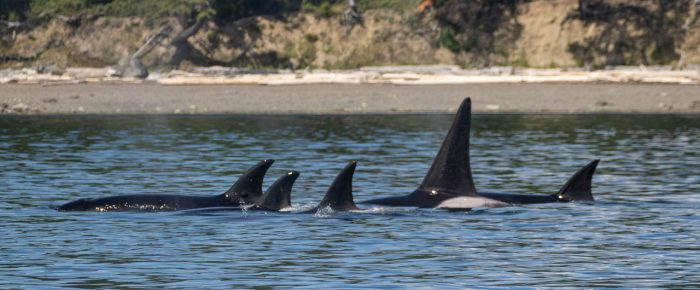 Orcas T49A’s followed by T90’s with T124A4’s
