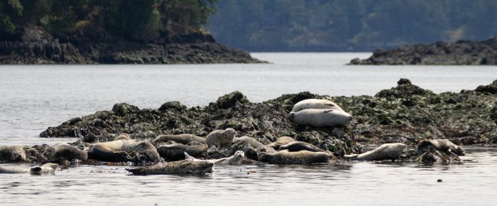 Short sail around the Wasp Islands