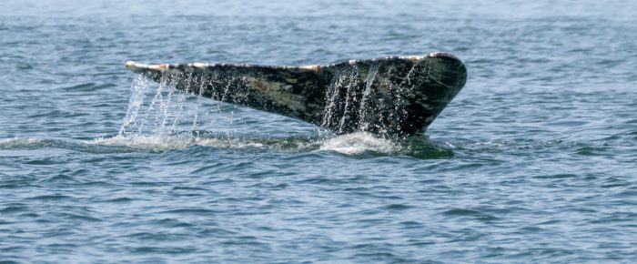 Circumnavigating Lopez Island and seeing Gray whale CRC2702