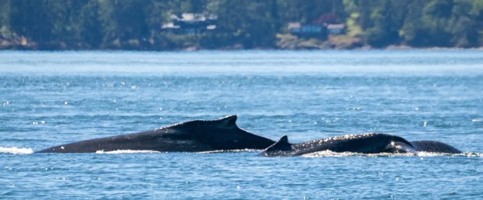 Humpback BCX1057 ‘Divot’ and new calf south San Juan Channel & Minke whale on Salmon Bank Humpback BCX1057 ‘Divot’ and new calf south San Juan Channel & Minke whale on Salmon Bank