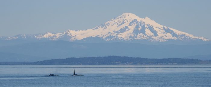 Biggs/Transient Orcas T100’s and Mt Baker
