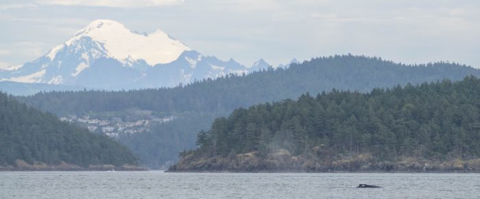 Humpback whale BCX1795 ‘Scuttle’ in Rosario Strait by Burrows Island Humpback whale BCX1795 ‘Scuttle’ in Rosario Strait by Burrows Island