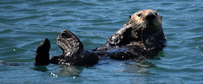 Short sail with excursion to Turn Island State Park
