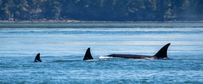 Orcas T124A2’s by Blakely Island, Gray whale CRC-2702 by Lopez, and eaglet Orcas T124A2’s by Blakely Island, Gray whale CRC-2702 by Lopez, and eaglet
