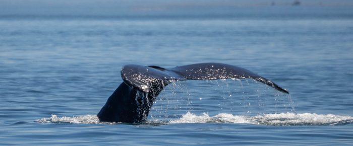 Humpback whale BCX1800 ‘Gretzky’ followed by Orcas T100’s