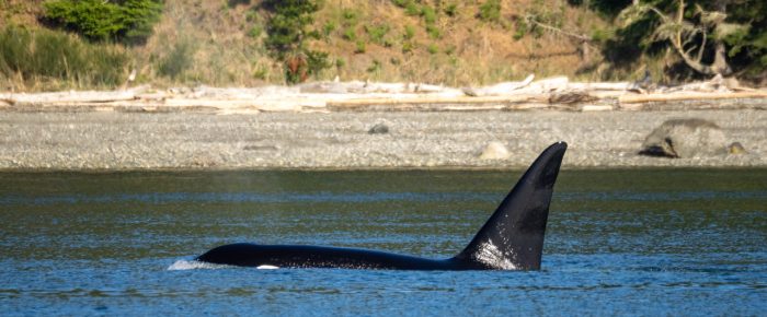 Puffins at Smith Island, a Minke whale, and Orcas T123’s