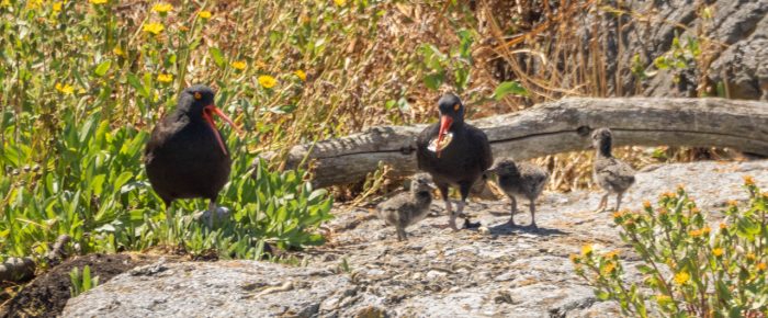 Black oystercatcher chicks on Low Island