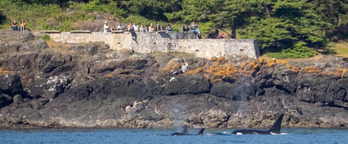 Orcas T60’s with T69D2 by Mandarte followed by T100’s near Lime Kiln Point State Park