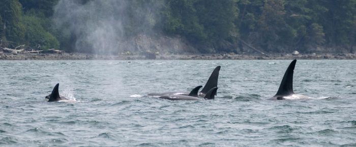 Epic sail with orcas T65A’s with T64B’s by Cypress Island
