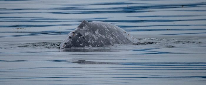 Gray whale northbound Cattle Pass Gray whale northbound Cattle Pass