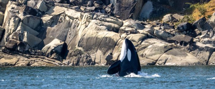 Biggs/Transient Orcas T123’s with T124A4’s by Saturna Island