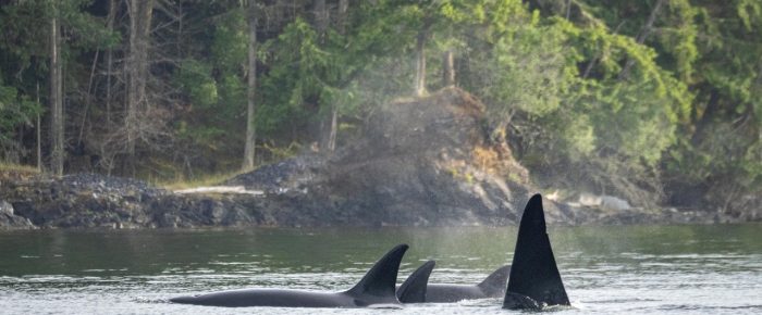 Biggs/Transient Orcas T123’s with T124A4’s in Wasp Passage